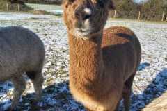 IMG-20210210-WA0028